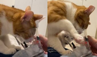 コップから氷水を飲む猫。チョンチョンと氷を突いたりもしますが・・盛大に空振りしちゃうのもかわいい!!
