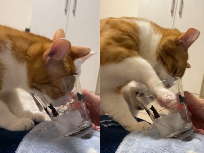コップから氷水を飲む猫。チョンチョンと氷を突いたりもしますが・・盛大に空振りしちゃうのもかわいい！！
