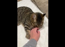 「甘えたいのはわかったから落ち着いて！」飼い主さんに全力で甘える猫。スリスリする姿がかわいすぎる！！