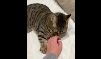 「甘えたいのはわかったから落ち着いて!」飼い主さんに全力で甘える猫。スリスリする姿がかわいすぎる!!