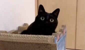 少しずつ埋まっていく黒猫がかわいすぎる!「埋まったお顔も可愛い過ぎます」