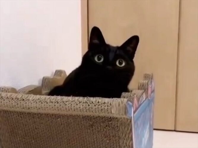 少しずつ埋まっていく黒猫がかわいすぎる！「埋まったお顔も可愛い過ぎます」
