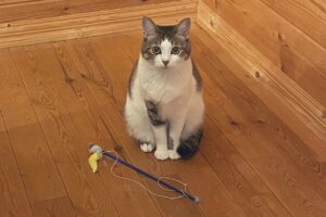 オモチャを用意して飼い主さんを待つ猫の姿が話題に！「抱きしめたくなるかわいさ」「遊んであげたい」