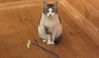 オモチャを用意して飼い主さんを待つ猫の姿が話題に!「抱きしめたくなるかわいさ」「遊んであげたい」