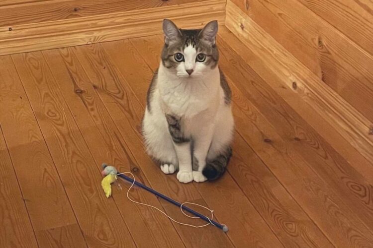 オモチャを用意して飼い主さんを待つ猫の姿が話題に！「抱きしめたくなるかわいさ」「遊んであげたい」