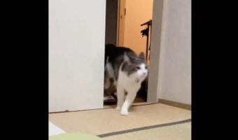 猫の俊敏な動きにビックリ!壁を使いこなしたアクロバティックなジャンプを披露!!
