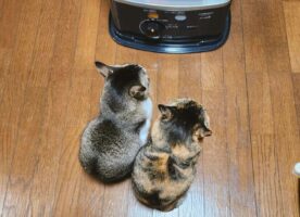 「今日も仲良く半分こ」ストーブの前で暖をとる2匹のネコがかわいすぎると話題に