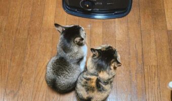 「今日も仲良く半分こ」ストーブの前で暖をとる2匹のネコがかわいすぎると話題に