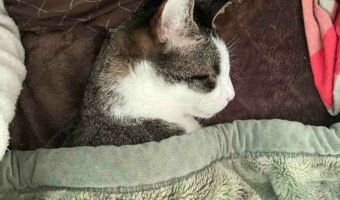 「このまま川の字で寝ます」一足先にベッドを占拠していた猫。飼い主さんが一緒に寝ることに決めたその姿がかわいすぎる!!