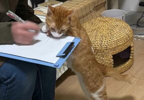 質問表に記入していると猫が寄ってくる！？整体院での一幕が話題に！「わからないことは猫に聞けばよいですか？」
