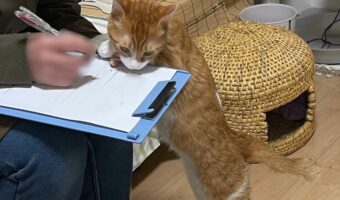 質問表に記入していると猫が寄ってくる!?整体院での一幕が話題に!「わからないことは猫に聞けばよいですか?」