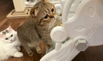 滑り台の順番待ちをするマンチカンがかわいすぎる!その様子に絶賛の声も「えらいねー!順番待ってるんだね!」