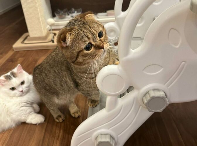 滑り台の順番待ちをするマンチカンがかわいすぎる！その様子に絶賛の声も「えらいねー！順番待ってるんだね！」