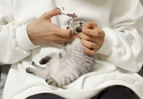 心地よくなったのかな？爪切りの最中ながら寝落ちしちゃった子猫がかわいすぎると話題に