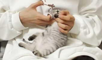 心地よくなったのかな?爪切りの最中ながら寝落ちしちゃった子猫がかわいすぎると話題に