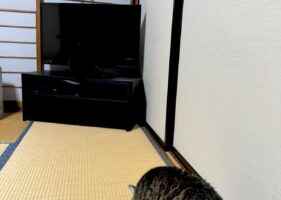 猫がどこがいるか分かりますか？背景にすっかり溶け込んだ猫の姿に「かろうじてわかった・・・」