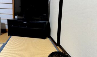 猫がどこがいるか分かりますか？背景にすっかり溶け込んだ猫の姿に「かろうじてわかった・・・」