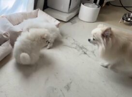 赤ちゃんたちを迎えに来たのかな？ポメラニアン母子が織りなす光景にほっこり