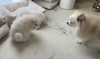 赤ちゃんたちを迎えに来たのかな？ポメラニアン母子が織りなす光景にほっこり