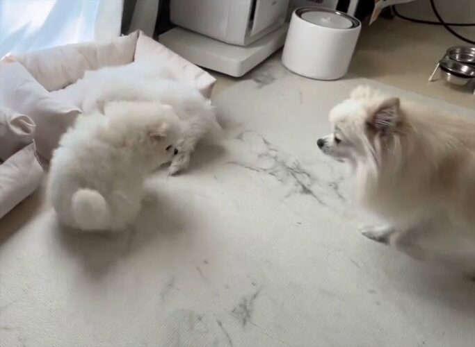 赤ちゃんたちを迎えに来たのかな？ポメラニアン母子が織りなす光景にほっこり