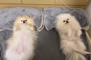 「今日も枕を占領されて寝られません」飼い主さんが寝るよりも先に並んで横になっていたポメラニアンたちがかわいすぎる！
