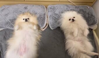 「今日も枕を占領されて寝られません」飼い主さんが寝るよりも先に並んで横になっていたポメラニアンたちがかわいすぎる!