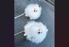 起きてすぐのお散歩。目がしょぼしょぼなポメラニアンたちがかわいすぎると話題に