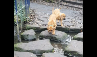 小川を渡りたいボーアボールの子犬たち。飛び石を伝って移動するのも怖いのか、足がすくんでいます!!【海外・動画】