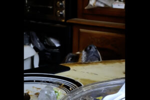 テーブルの縁から食事中の飼い主さんたちにじっと視線を向ける子犬。もしかしてごはんのおこぼれを狙っている？！？！【アメリカ・動画】