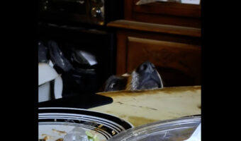 テーブルの縁から食事中の飼い主さんたちにじっと視線を向ける子犬。もしかしてごはんのおこぼれを狙っている?!?!【アメリカ・動画】
