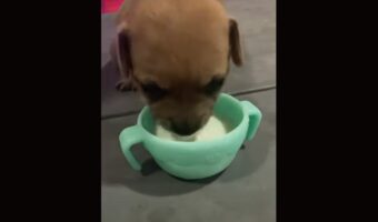 ミルクをカップから飲む子犬。ところが夢中になりすぎたみたい！！まさかのハプニングが【海外・動画】
