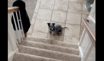 階段を下る子犬。腹ばいになって滑るように進んでいきます!!【アメリカ・動画】
