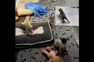 別々のプレイエリアにいたはずの子猫とパグの赤ちゃんたちが一緒にいる・・。元気すぎてペットフェンスを倒しちゃった！？【アメリカ・動画】