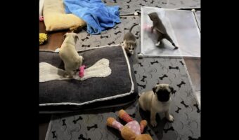 別々のプレイエリアにいたはずの子猫とパグの赤ちゃんたちが一緒にいる・・。元気すぎてペットフェンスを倒しちゃった！？【アメリカ・動画】