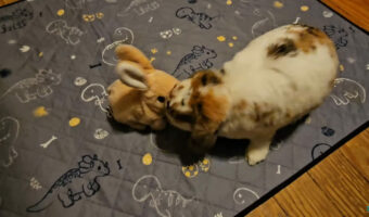 仲間だとは思わなかったみたい。タレ耳ウサギのホーランドロップの前にウサギのぬいぐるみを置いたところ・・【アメリカ・動画】