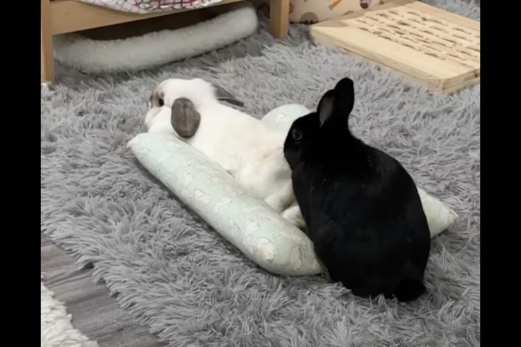 このウサギ策士すぎる！ベッドで寝転がりたいけど先客がいる・・。そこで取った行動に仰天！！【アメリカ・動画】