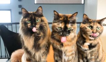 圧がすごい!目をギラつかせた『サビ猫三姉妹』。その狙いは・・おいしいおやつ!?