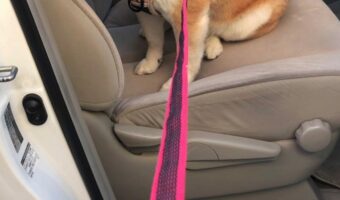 公園をハシゴできると思っていたのかな!?家に着いてしまい切なすぎる表情を浮かべた柴犬の姿が話題に