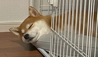 「守りたいこの寝顔」ゲージからはみ出し眠る柴犬。ぐっすりなその寝顔がかわいすぎる!