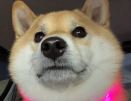 飼い主さんの姿を見てほっとした？安堵の表情を見せた柴犬が話題に「かわいさがあふれてる」「なんというキュルキュルおめめ」