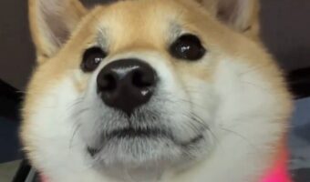 飼い主さんの姿を見てほっとした？安堵の表情を見せた柴犬が話題に「かわいさがあふれてる」「なんというキュルキュルおめめ」