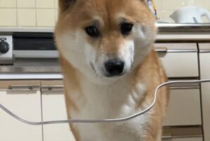 行く手が塞がっていて困り顔になっている柴犬。だけどよく考えた結果・・、無事に通過できました！！