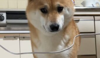 行く手が塞がっていて困り顔になっている柴犬。だけどよく考えた結果・・、無事に通過できました！！