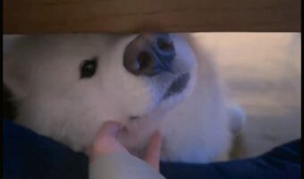 机の下に潜り込んだサモエド。飼い主さんに甘える姿がかわいいけれど、ナデナデするその手を止めると・・