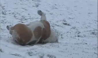 雪を満喫するフレンチブルドッグ。丘の上でゴロリと寝転んで・・、そのまま滑りおりていく～！！【アメリカ・動画】