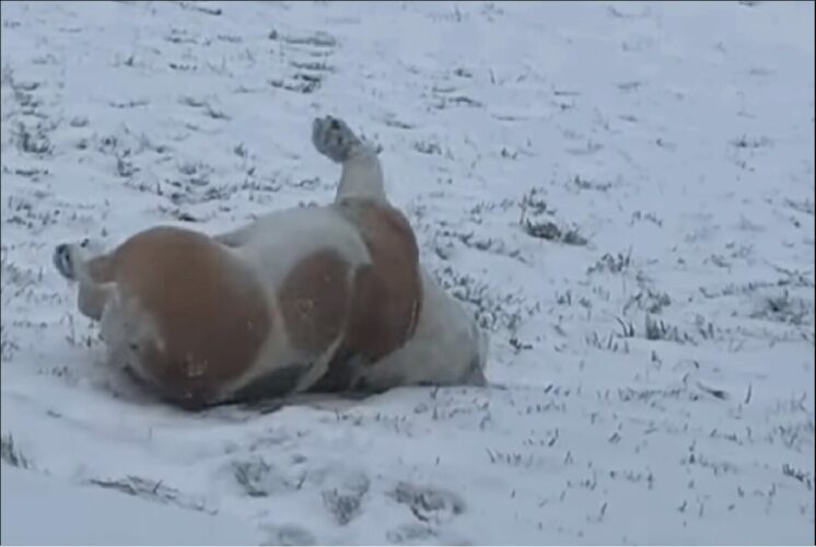 雪を満喫するフレンチブルドッグ。丘の上でゴロリと寝転んで・・、そのまま滑りおりていく～！！【アメリカ・動画】