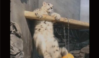 ユキヒョウの赤ちゃんは丸太にのぼりたい!よじのぼろうと足をバタバタしていて応援したくなる!!