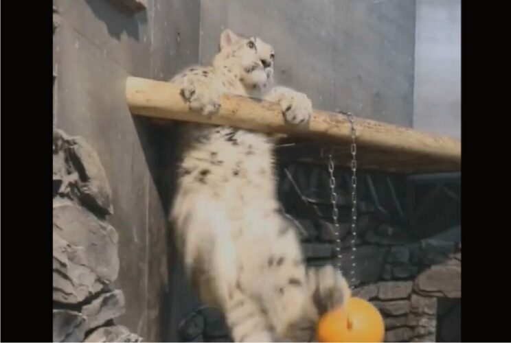 ユキヒョウの赤ちゃんは丸太にのぼりたい！よじのぼろうと足をバタバタしていて応援したくなる！！