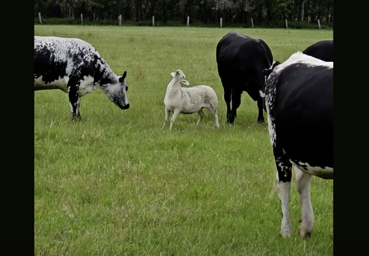 もしかして寝ているの？牧場でウシたちと一緒にいるヒツジが・・、天を仰いでる！！【海外・動画】