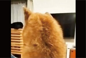 振り向き方の癖が強い！柴犬の振り向く姿が想定外だけどかわいい！！「想像を超えてました」「そっちからかっっ」